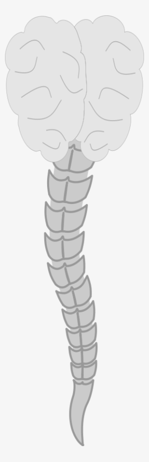 How To Set Use Cerebro Icon Png - Cerebro Y Columna Vertebral Png