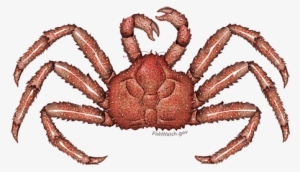 Red King Crab