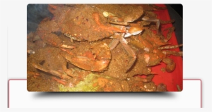Dungeness Crab
