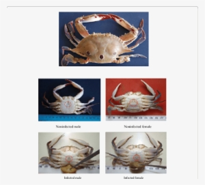 Infected And Non Infected P - Crab