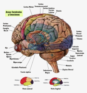 Conjunto De Dos Estructuras Pequeñas Y Redondas Localizadas - Brain Diagram In Spanish