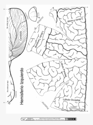Con Esta Plantilla El Alumnado Podrá Construirse Una - Recortables Del Sistema Nervioso