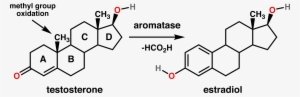 Testosterone Estradiol Conversion - Testosterone And Estradiol Structure