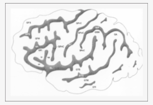 Esquema Dos Sulcos E Giros Da Face Súpero-lateral Do - Central Sulcus
