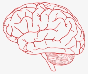 Related Wallpapers - Brain Clipart