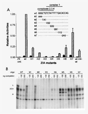 Tpa Inducibility Of Zia Mutants In The Context Of 3zia1zii - Diagram