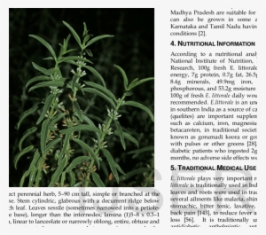 Enicostemma Littorale With White Flowers - Science