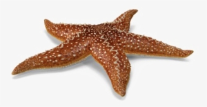 Starfish Png Picture - Starfish