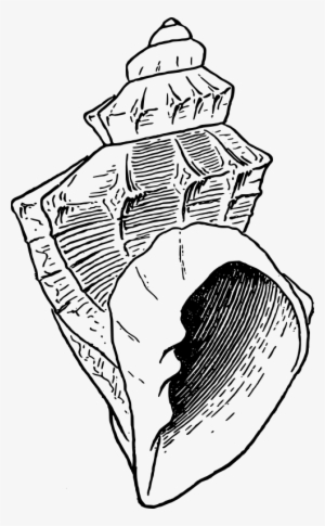 Medium Image - Seashell Illustration Png