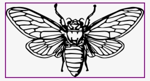 Stunning Cicada By Johnny Automatic Bug Insect Animal - Cicada Png Art