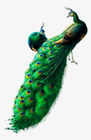 Peacocks Png Clipart - Peacock Images Hd Png