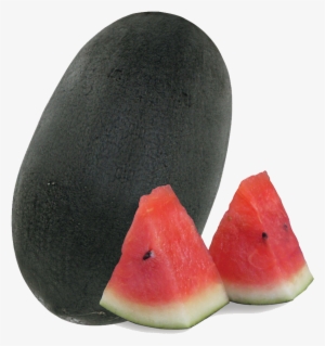 7755 King Black Gold - Watermelon