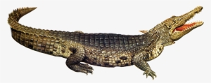 Nile Crocodile American Alligator - Répteis Png