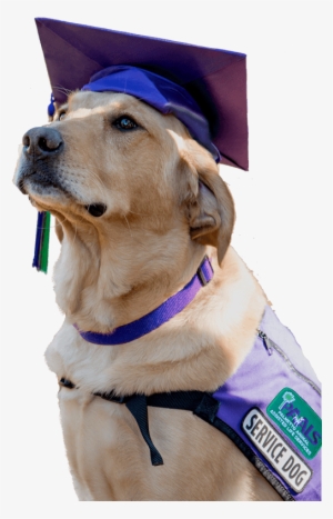 2017 Graduation Gallery - Golden Retriever Service Dog