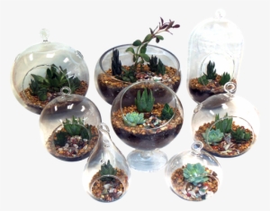 We Sell Premium Succulent Arrangements - .net