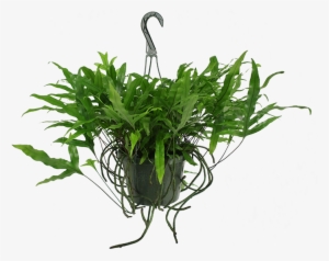 Kangaroo Paw Fern Hanging Basket - Kangaroo Paw