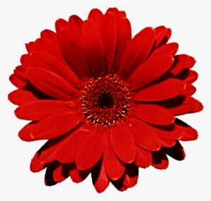 Pin Red Daisy Clip Art - Latitude Run Otto Daisy Flower Indoor/outdoor Throw