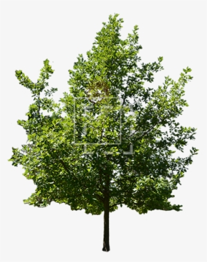 Parent Category - American Holly