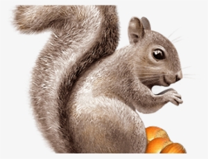 Squirrel Png Transparent Images - Squirrel Animals Png Transparent
