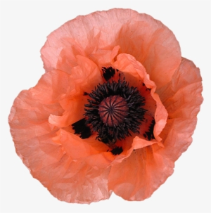 Pink 3 Peach Png Transparent Poppy Salmon Transparent - Poppy