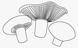 Cooking With Australian Mushrooms - Mushroom Drawing Png