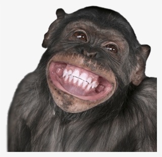 Pics Of Monkeys Smiling - Happy Birthday Gemini Monkey