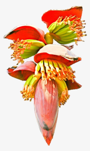 Banana Heart Clipart