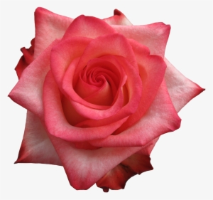 Rose Blush - New York City