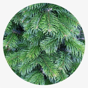 Nordmann Fir