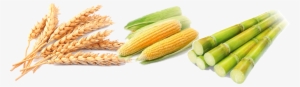 Review Of The Duty Structure On Wheat, Maize And Sugar - Wheat And Corn Png