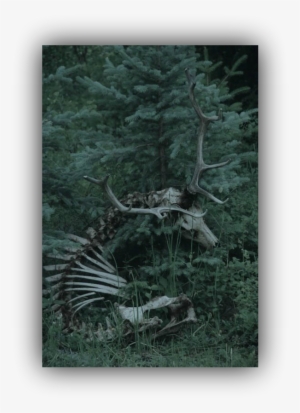 Twa4bd Dark Woods Aesthetic Mahariel Aesthetic - Elk Skull