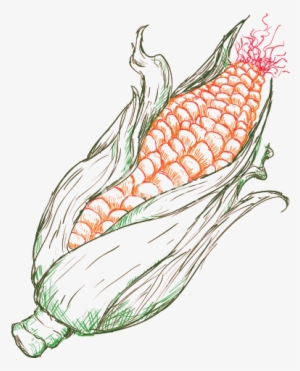 Corn At Getdrawings Com - Drawing Corn Illustration