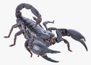 Poisonous Scorpion Png Photo - Heterometrus Spinifer Png
