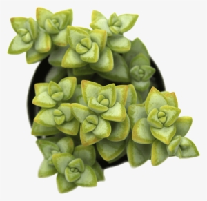 Crassula Rupestris 'rosary Vine' - Pigmyweeds