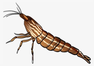 Appearance Of Bamboo Shrimp - Atyopsis
