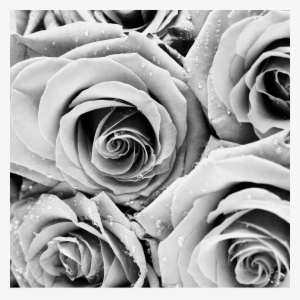 Beauty & The Beast - Shreveport Opera