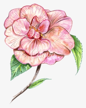 Hand Of Colored Photos By Canva - Hand Drawn Colour Flower Png