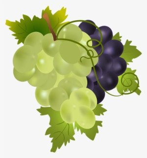 Grapes Png Clip Art Image - Grapes Png