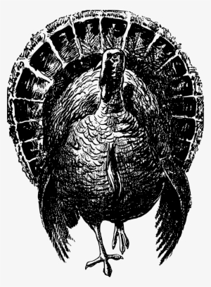 This Free Icons Png Design Of Nobel Turkey