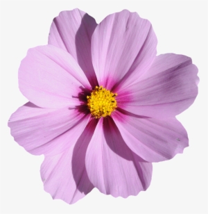 Flor Morada Png