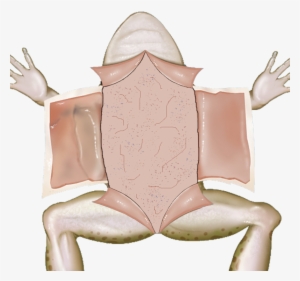 Picture - Illustration