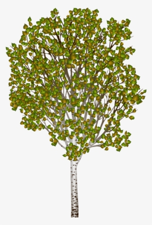 Puddle - River Birch