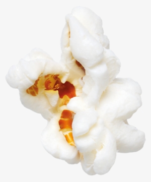 Popcorn - Moth Orchid