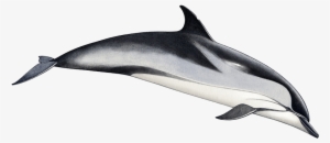 Tethys Research Institute - Striped Dolphin