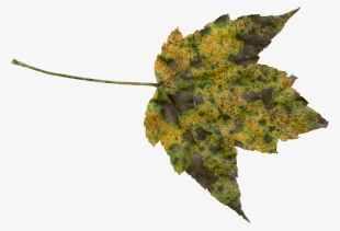 Autumn, Fall, Png, Transparent, Foliage, Orange, Nature - Transparent Free Nature Png