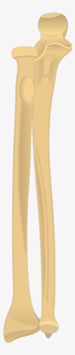 Radius And Ulna Bones - Radius And Ulna