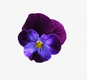Purple Flowers - Pansy