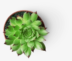 Find Out More - Succulent Plant