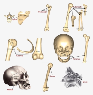 6 Illustrations Of More Bone Markings - Fissure Bone Marking