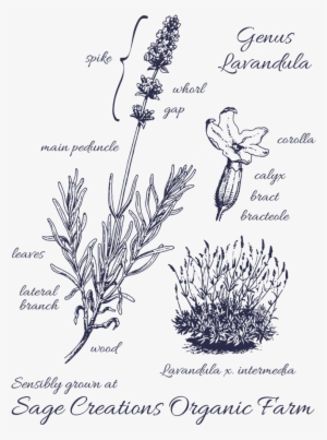 Buds Form On The Spikes And Grow, Eventually Changing - Lavandula Angustifolia